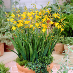 Montbrécia (Crocosmia) ‘GEORGE DAVISON’ - výška 20-25 cm, kont. P9/P11